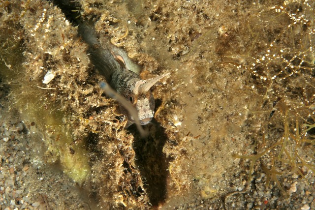 Parablennius tentacularis (Brunnich, 1768)